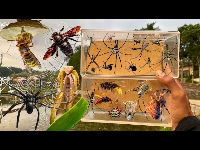 I Found Amazing Spider In Around us !! Golden Orb Spider, Weaver Orb Spider, Hornet