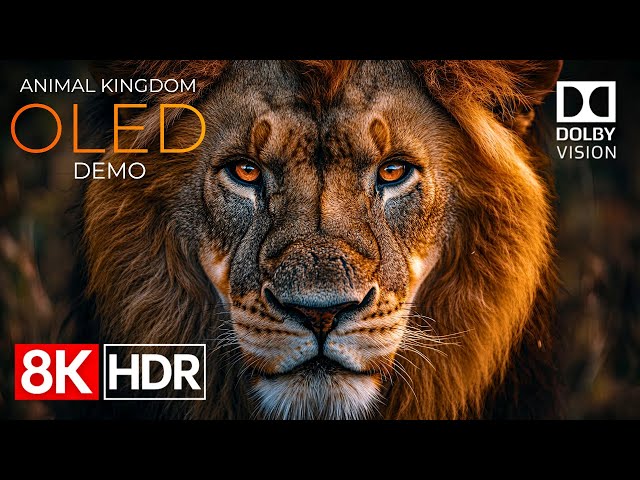 Animal Kingdom OLED Demo HDR 8K Ultra HD Dolby Vision™ 60fps