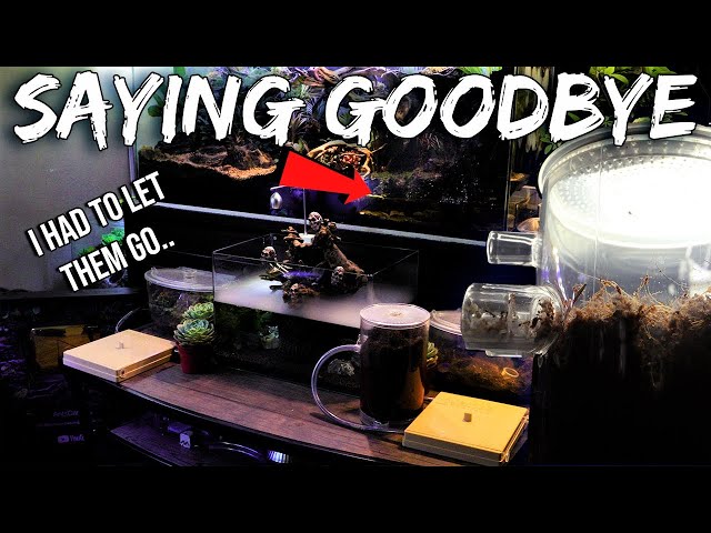 WHY I HAD TO LET MY ANT COLONIES GO | Emotional Video