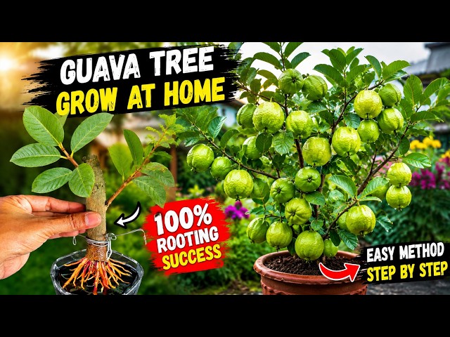🔴 LIVE  🌱 Grow Guava Trees from Cuttings & Air Layering | Step by Step #livestream #live