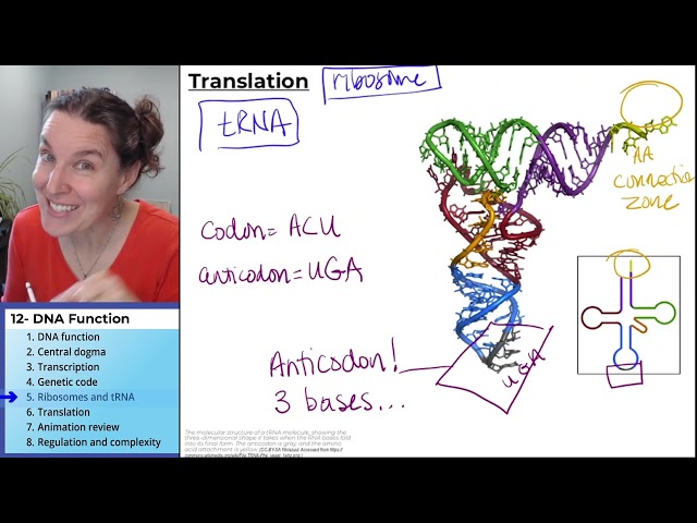 DNA Function 5- Ribosomes and tRNA