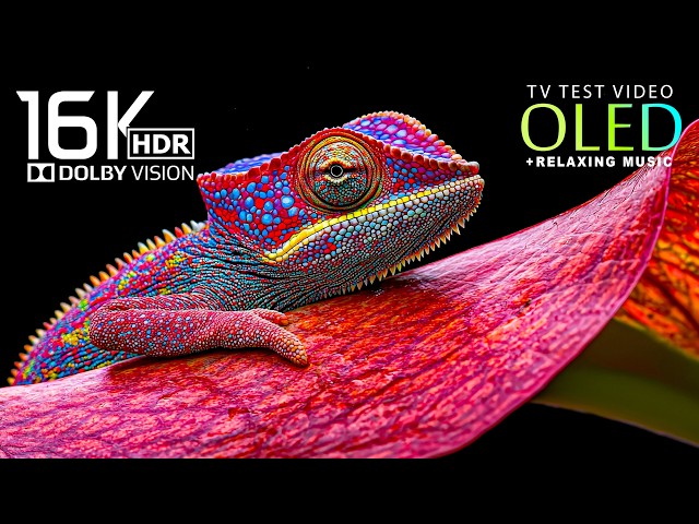 Beyond Reality OLED HDR Demo | Dreamlike Soundscape | 16K Nature Animals (8K/4K Video)