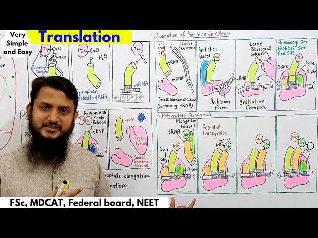 translation class 12
