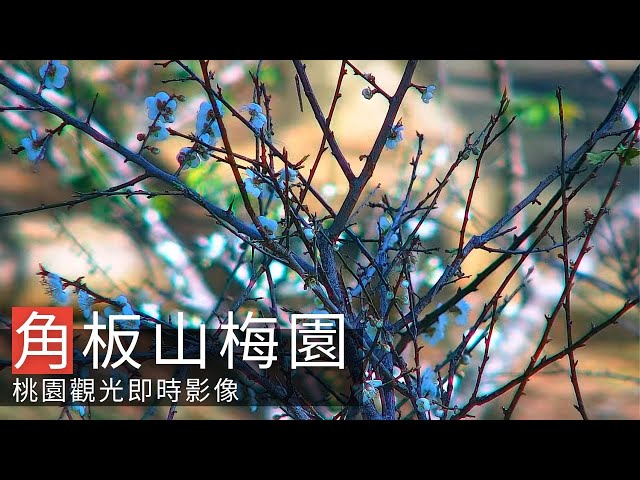 Jiaobanshan Plum Orchard Live Cam
