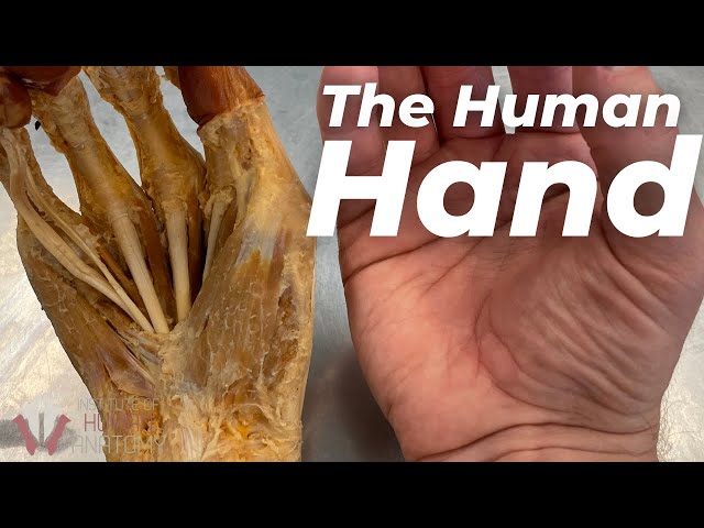 The INSANE Complexity of the Human Hand