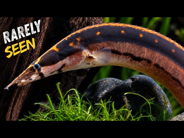 The Rare Spiny Eel We Know Almost Nothing About