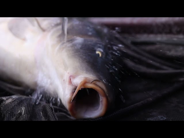 ** MAD BAITS TV ** PRODUCT FOCUS .. 12MM SKINZ HARD HOOKERS