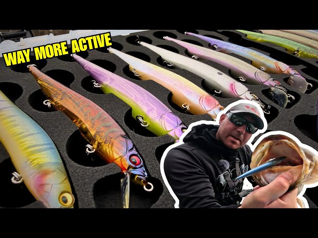 Winter Bass Are WAY More Active Than You Think