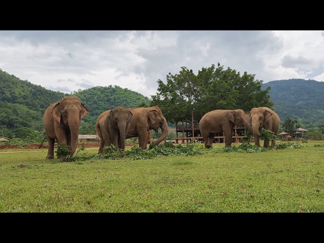 A Special Rainy Season Treat for the Herd - ElephantNews