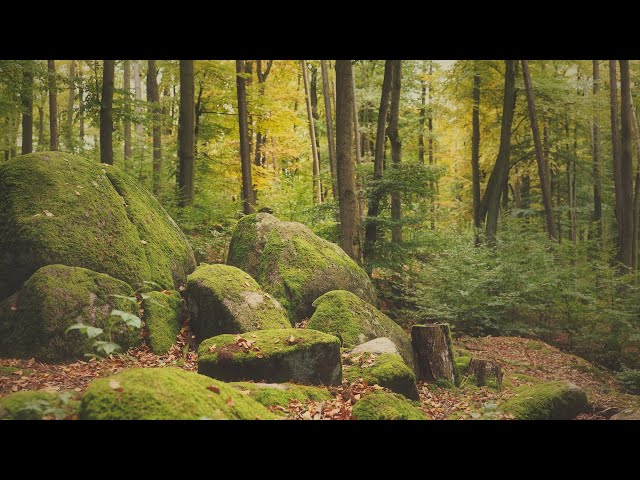 🌳 4K - Relaxing Nature Sounds For Stress Relief, Forest Sounds, Bird Song, ASMR