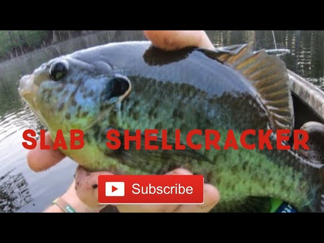 Catching Nice Bream and Shellcracker with Crickets and Worms