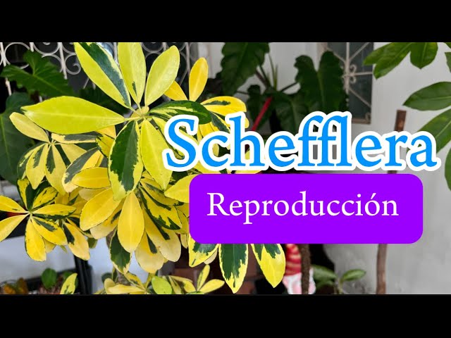 Learn how to reproduce Scheflera the easy way!
