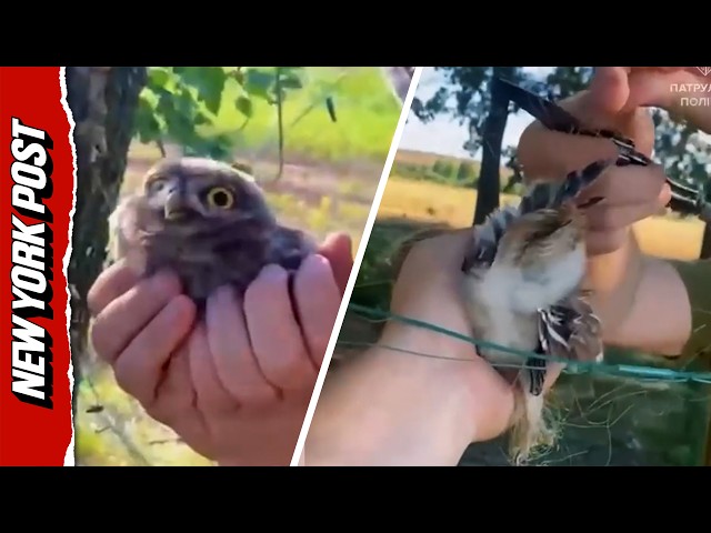 Adorable Owl Rescued from Anti-Drone Net by Ukrainian Soldiers