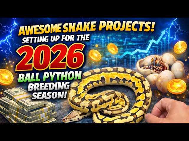 This Year Is HUGE for My Ball Python Collection