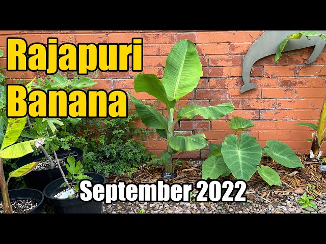 Rajapuri (Raja Puri) Banana Update - September 2022