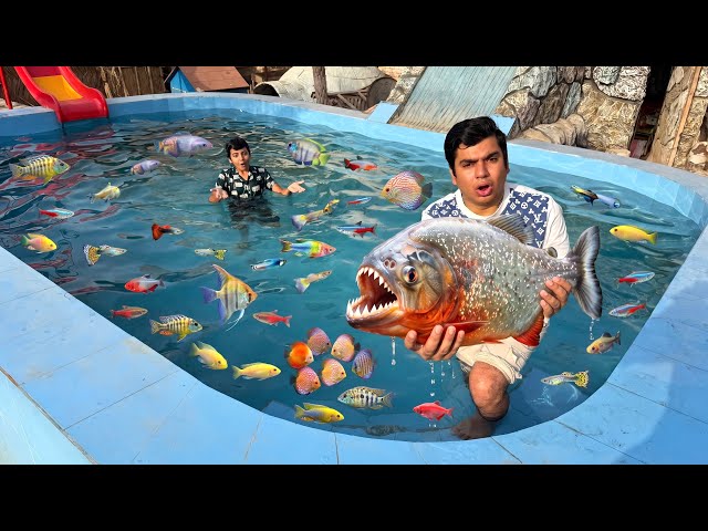Pool Mein Bht Sari Fishes Agai 🐠