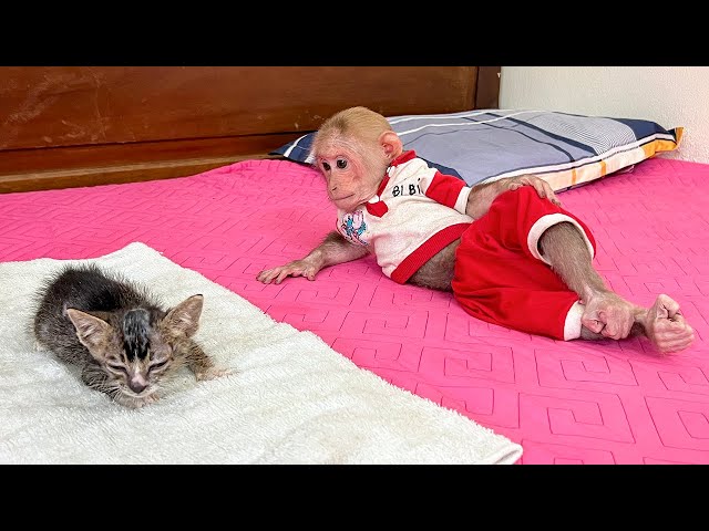 Mom helps Bibi care for and bathe the poor kitten