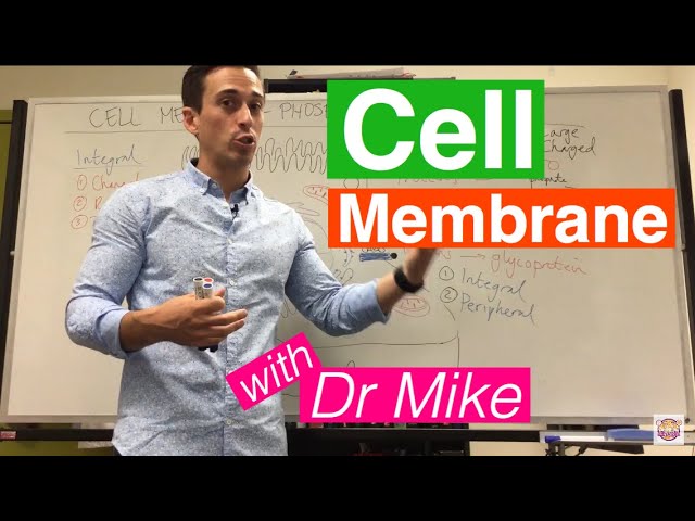 Cell Membrane | Phospholipid Bilayer