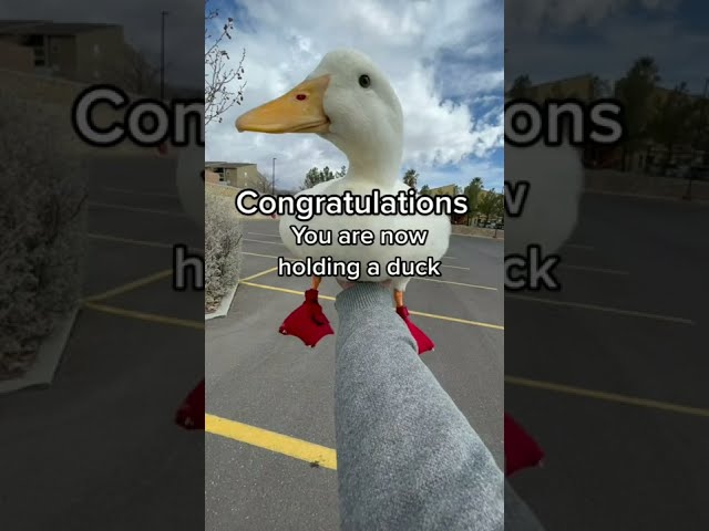How to Pick Up a Duck (part 3)