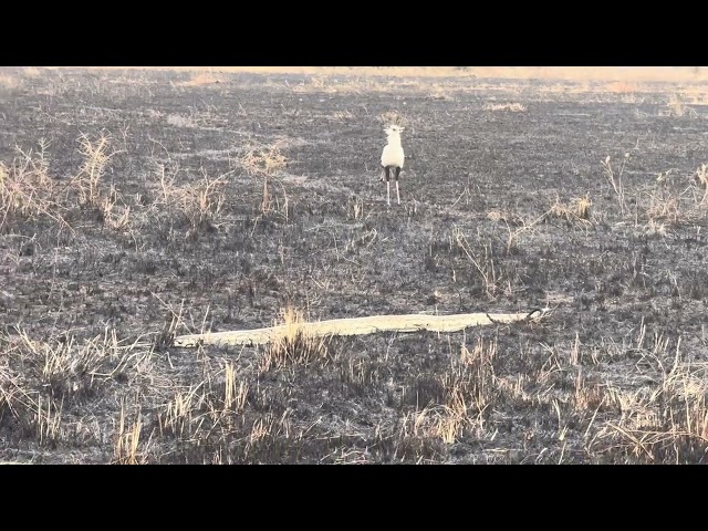 Other video of African Python captured through iPhone