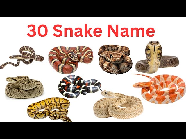 30 Snake Names for Kids learn all types of snakes with kids fun #kids 