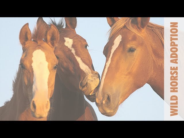 Wild Horse Online Adoption, July 2019