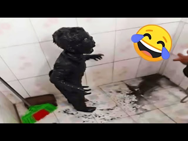 TRY NOT TO LAUGH 😂 Funniest Memes That Will Make You Cry 😆 #02