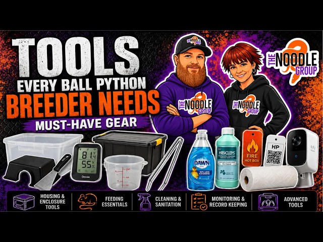 Tools Every Ball Python Breeder Needs (We Use These Every Day)