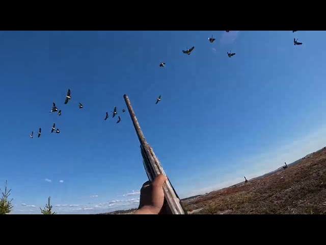Long Neck Goose Hunting (Big Canada’s), in James Bay. June 2026