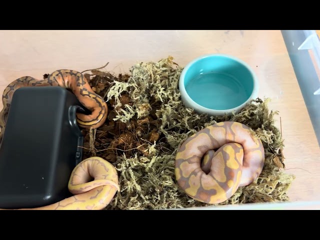 Ball Python baby’s one day old!!