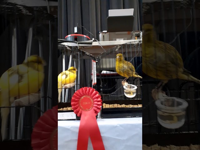 Border canaries, BBFCC 2019 Show,best 10 Champion borders.