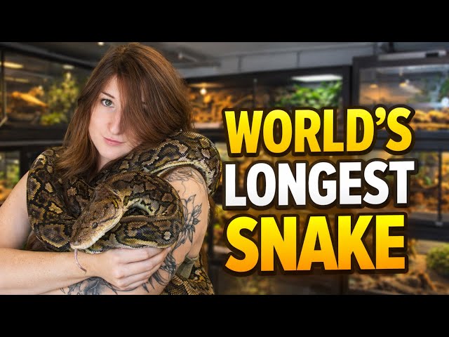 Day in the Life of My Reticulated Python (Omen 🐍) | Cleaning & Feeding