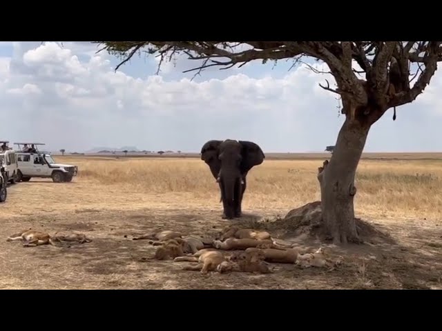 lion pride sleeping attacking by big elephant video