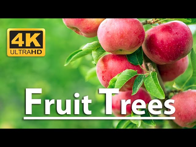 Top Most Beautiful Fruit Trees | 4K ULTRA HD