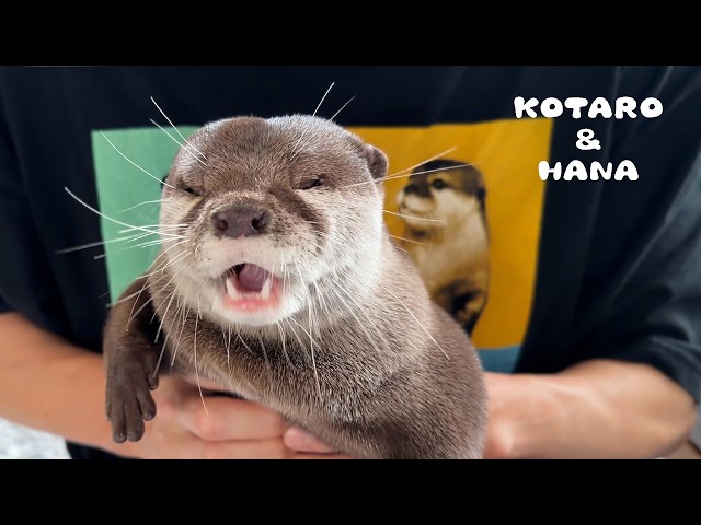 Otters’ Overdramatic Reactions to Being Scolded