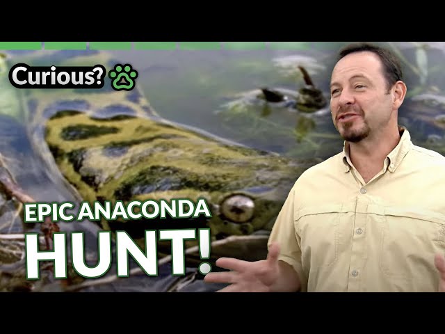 Venomous Snakes of the Amazon! | Python Hunters | Curious?: Natural World