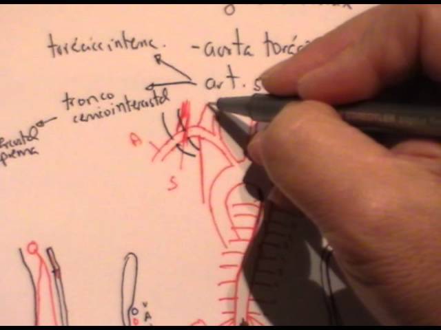 ANATOMIA 2.0: IRRIGACIÓN DE TÓRAX