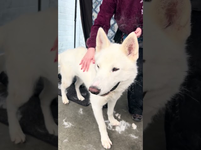 NEW A5689347 Moon | Siberian Husky