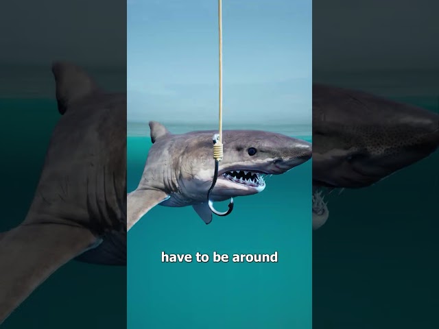 How To Catch A Megalodon 🤨