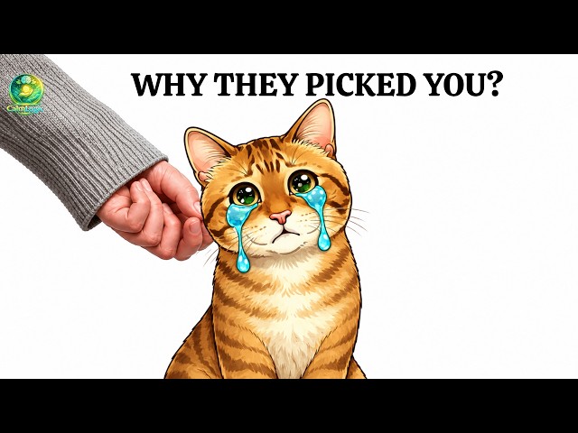 THIS Is How Cats Choose Their Favorite Person |  Cat Behavior Problems