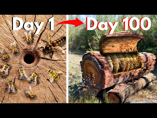 Simulating a Bee Colony For 100 days