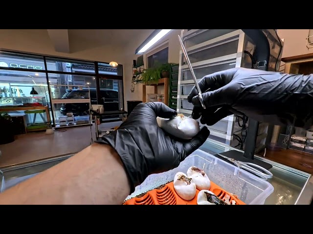 Vlog1. 볼파이톤 에그컷팅ballpython eggcutting