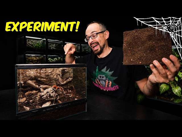 Finally THE PERFECT BACKGROUND for Terrariums?