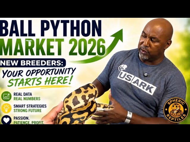     Ball Python Market 2026: Is The Reptile Industry Crashing? (Real MorphMarket Data)