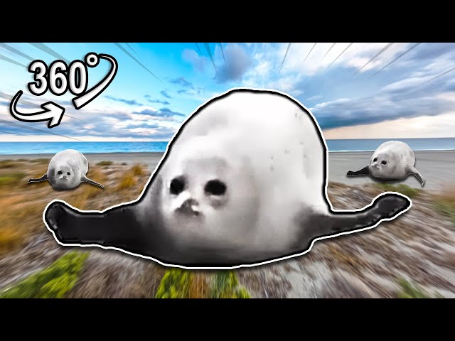 Bouncing Seals! 2025 | VR 360°