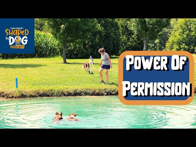 The Power of Permission in Dog Training #11