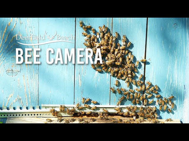 Bee Apiary