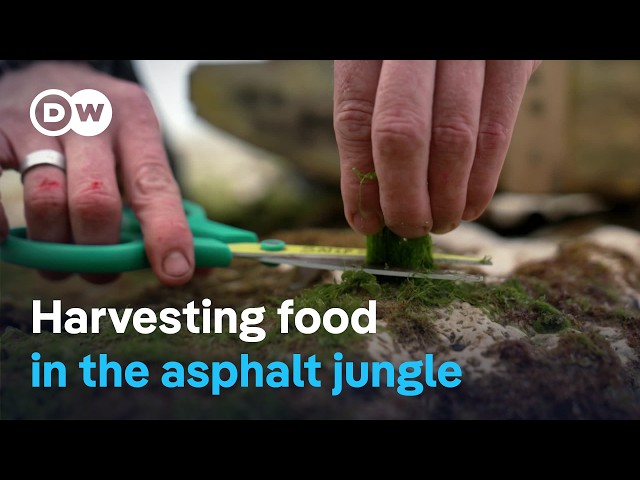 Urban foraging for food - Fresh, tasty and free | DW Documentary