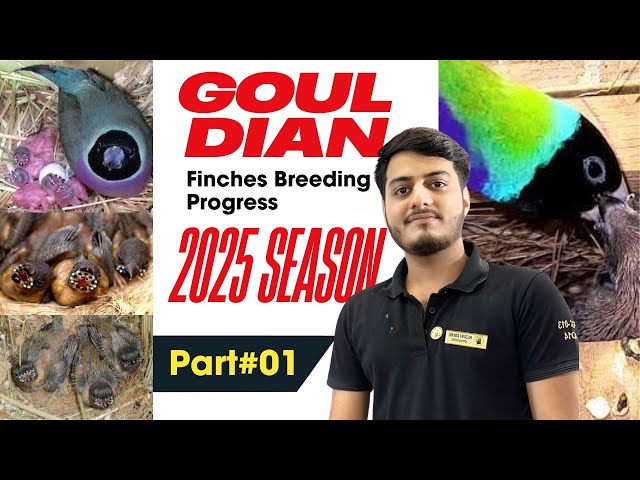 Breeding Progress Top Quality And Rare Mutations Gouldian Finches Breeding 2025 Season🇵🇰😍