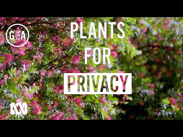 Best Aussie Natives for Screening & Privacy | Gardening Australia